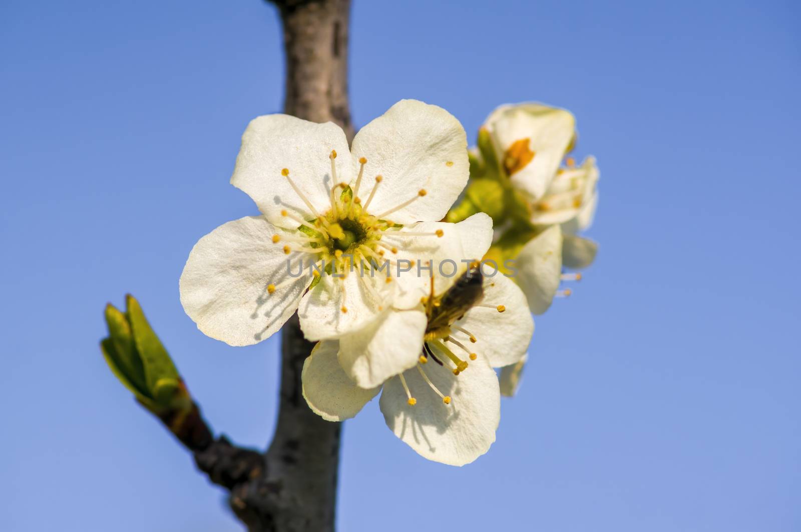 Branch with white cherry blossom buds