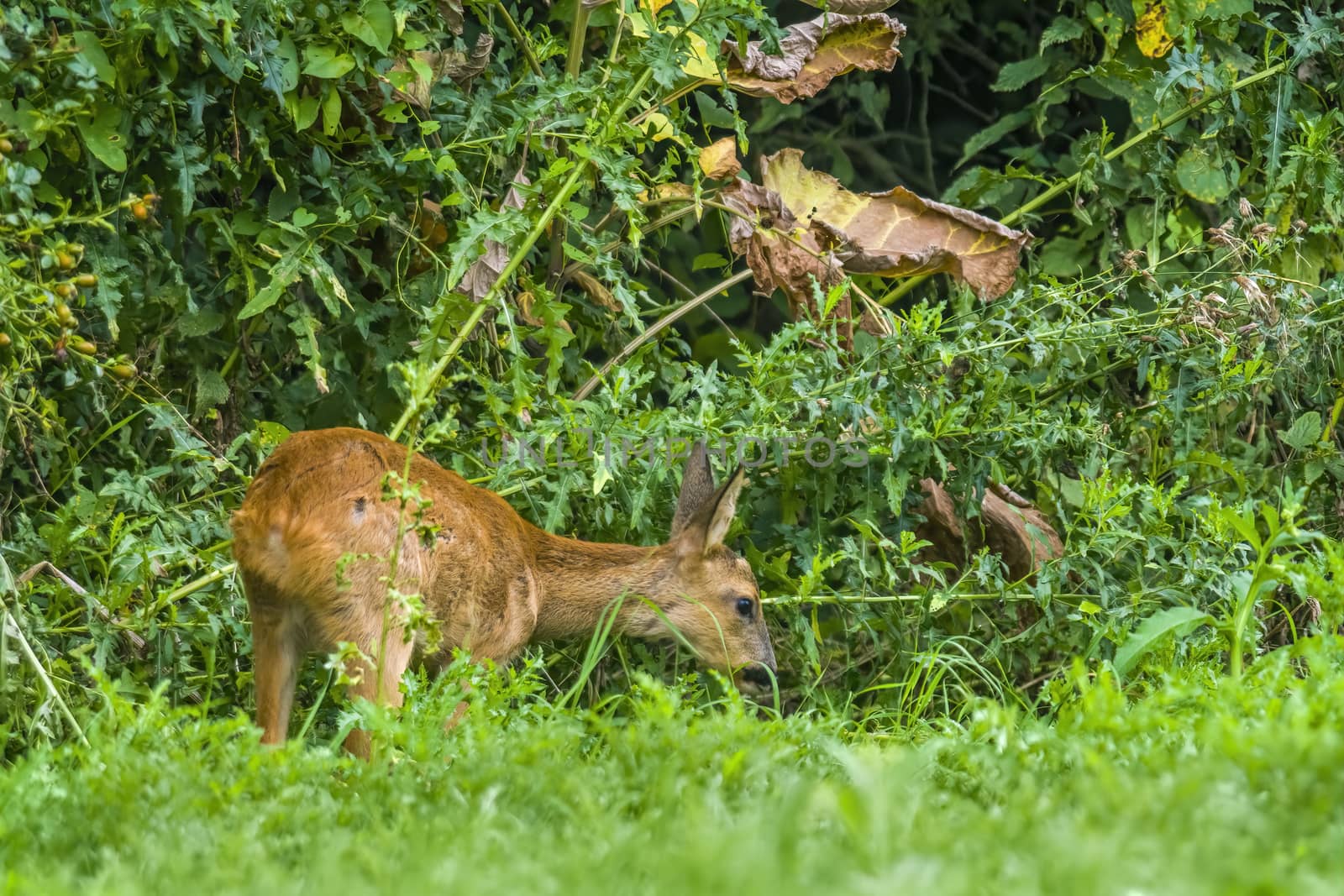 a young female deer on the green meadow