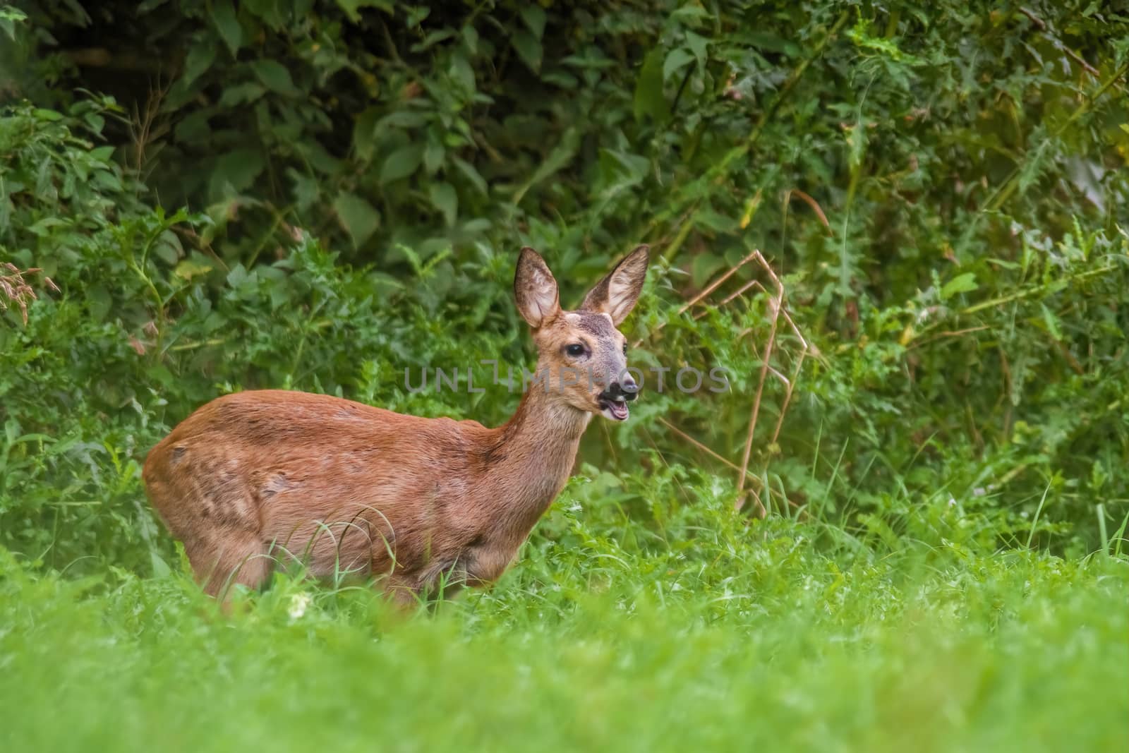 a young female deer on the green meadow