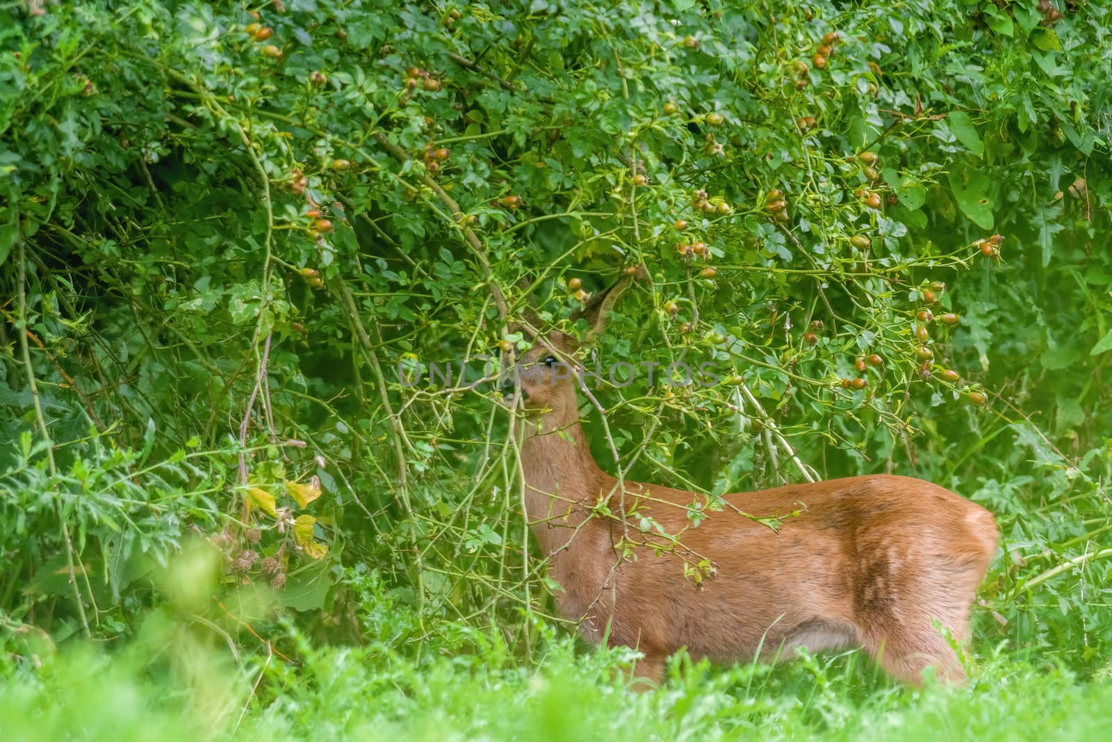 a young female deer on the green meadow