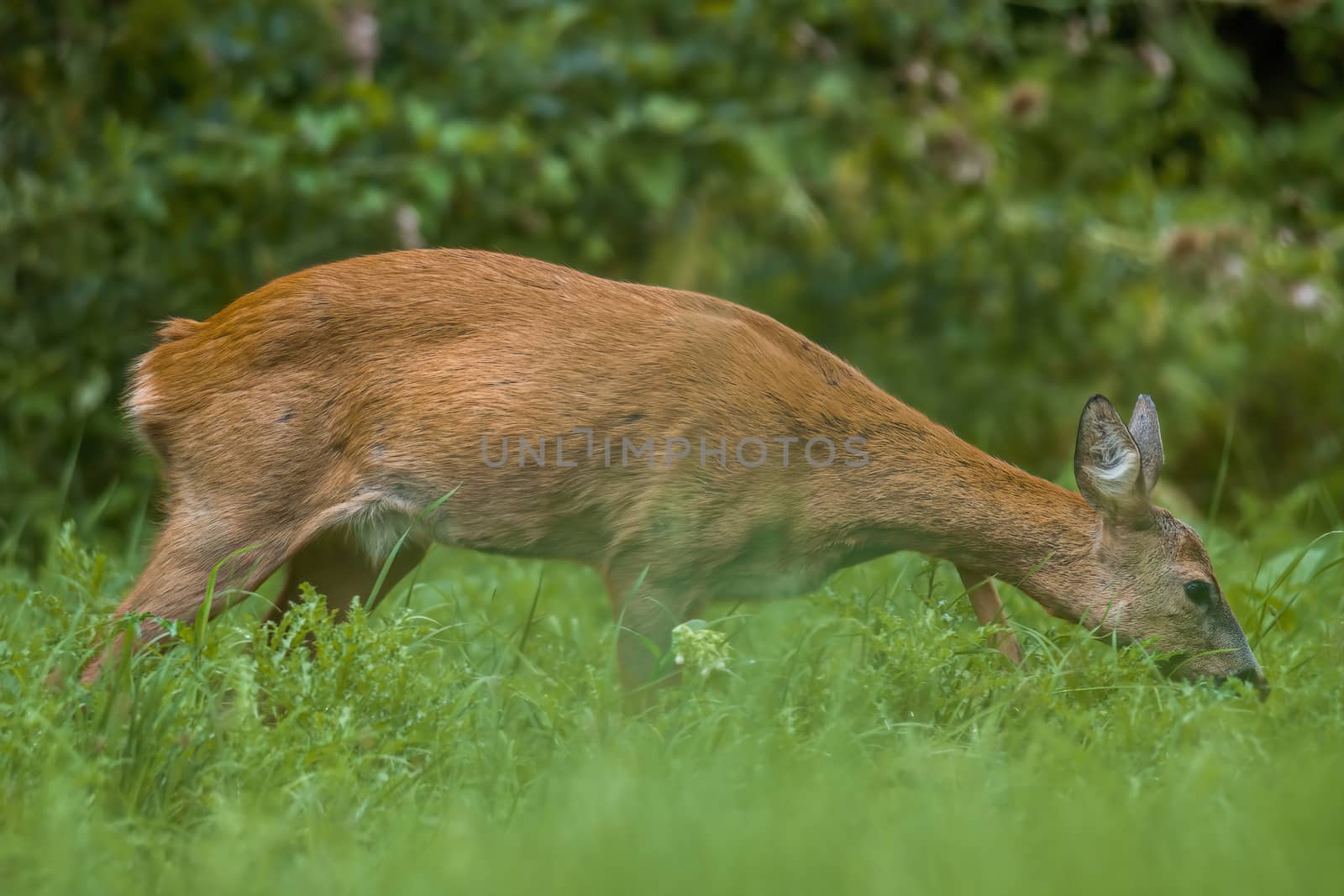 a young female deer on the green meadow