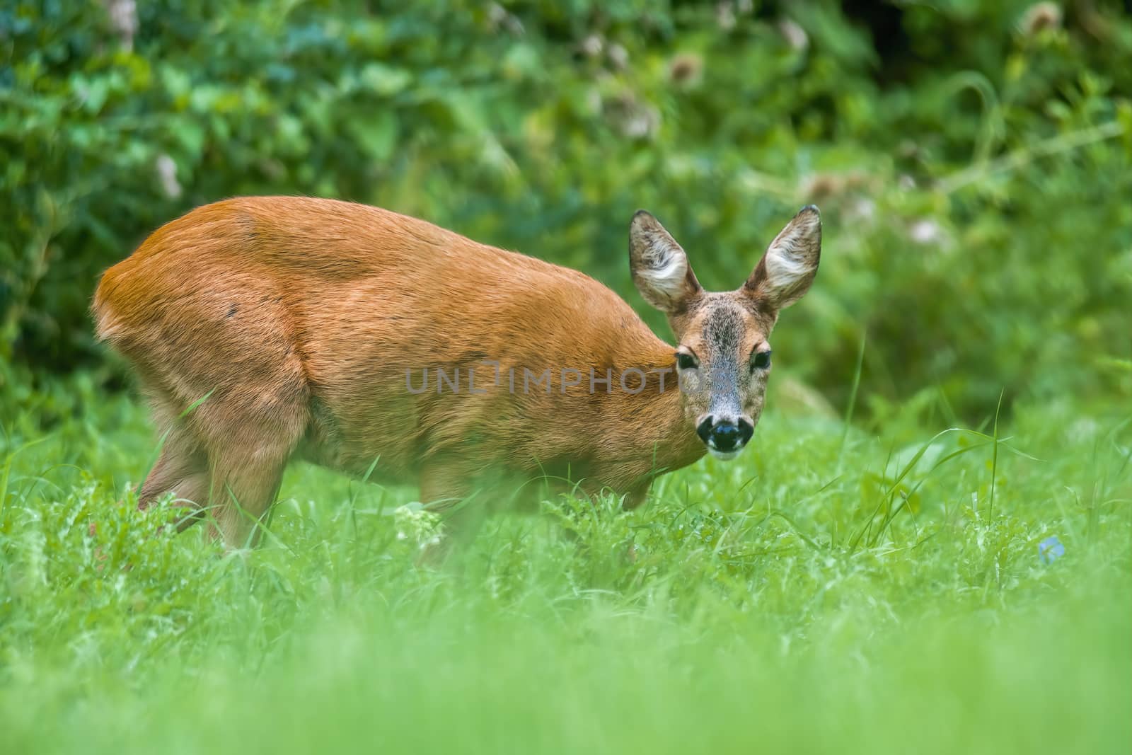 a young female deer on the green meadow