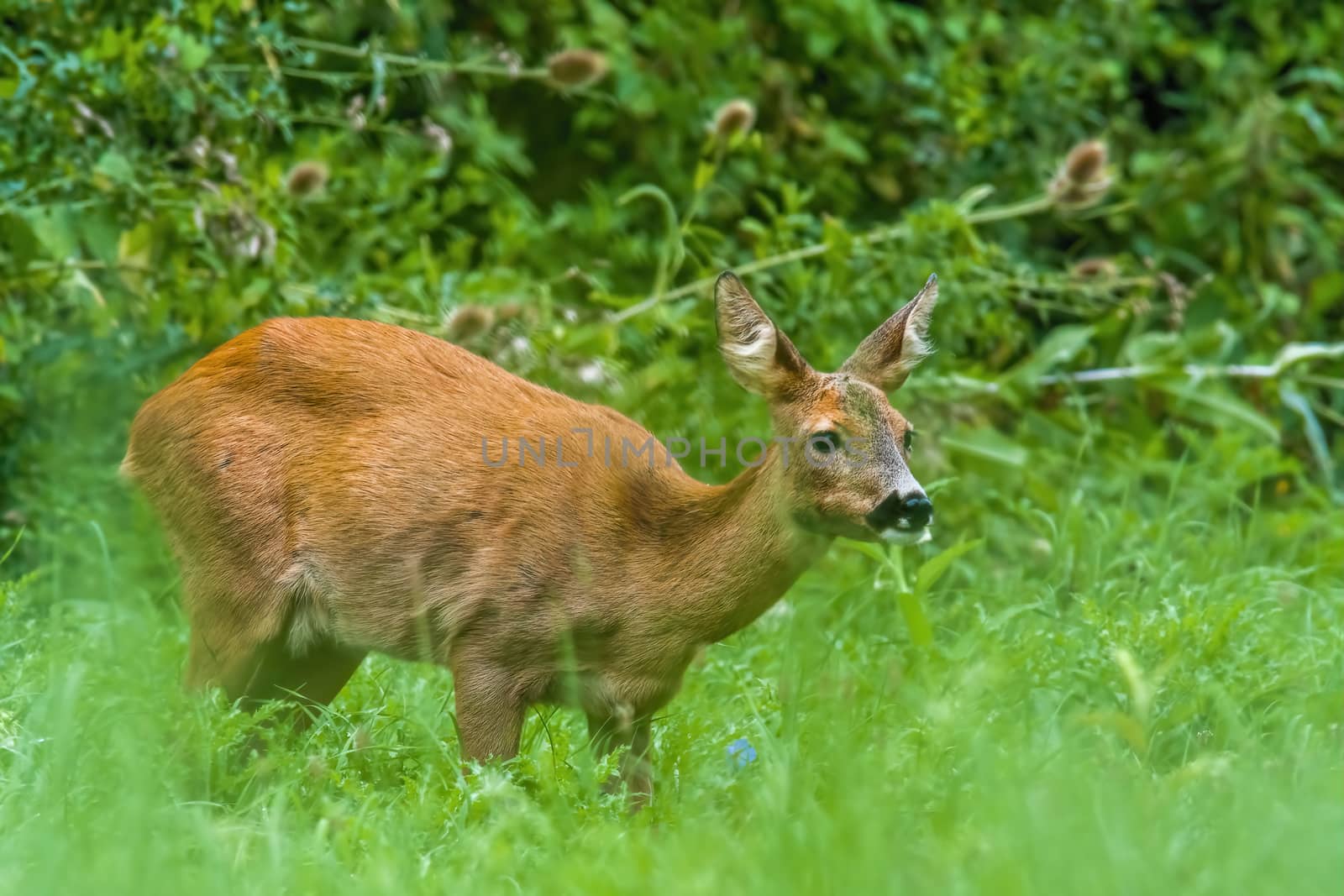 a young female deer on the green meadow