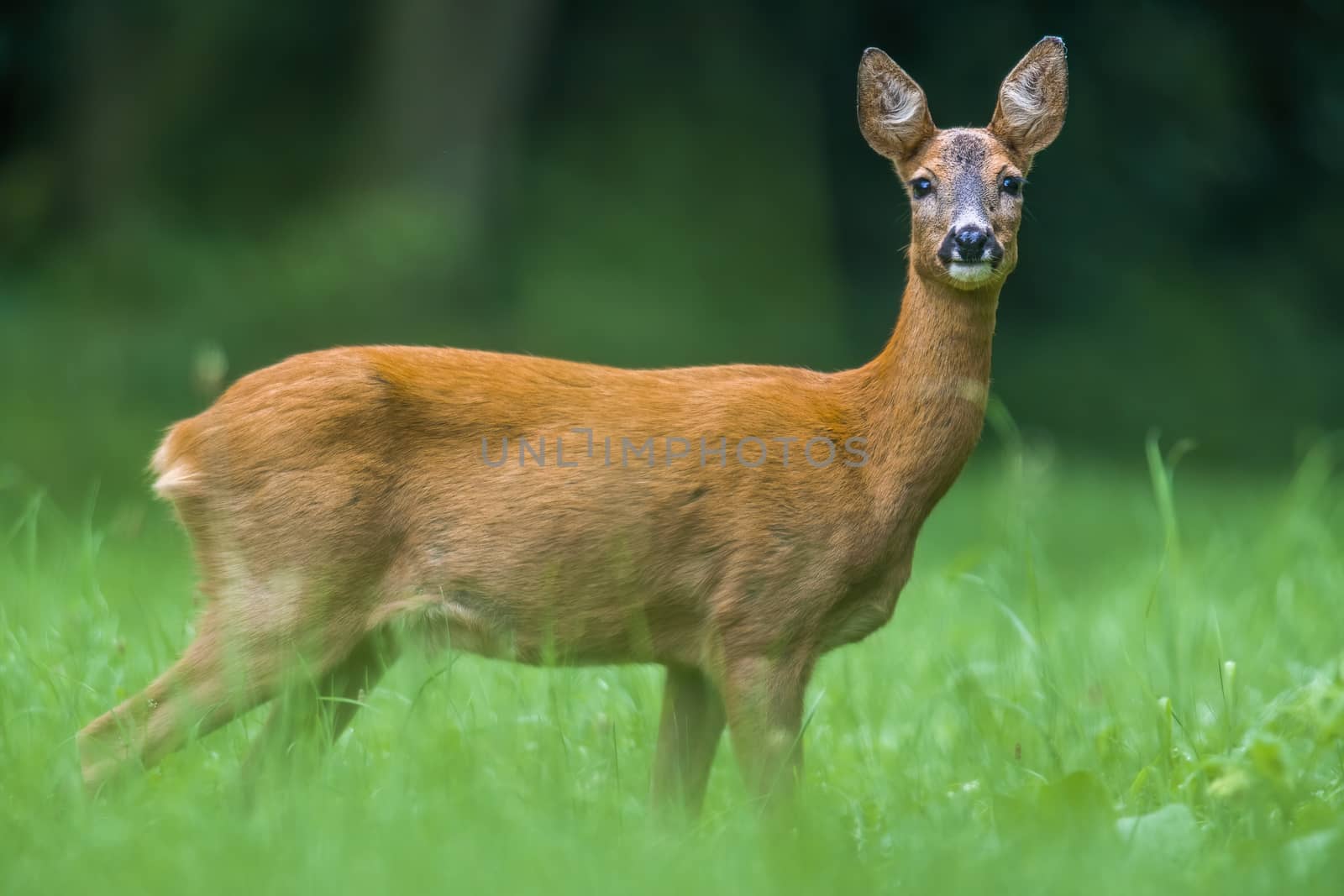 a young female deer on the green meadow