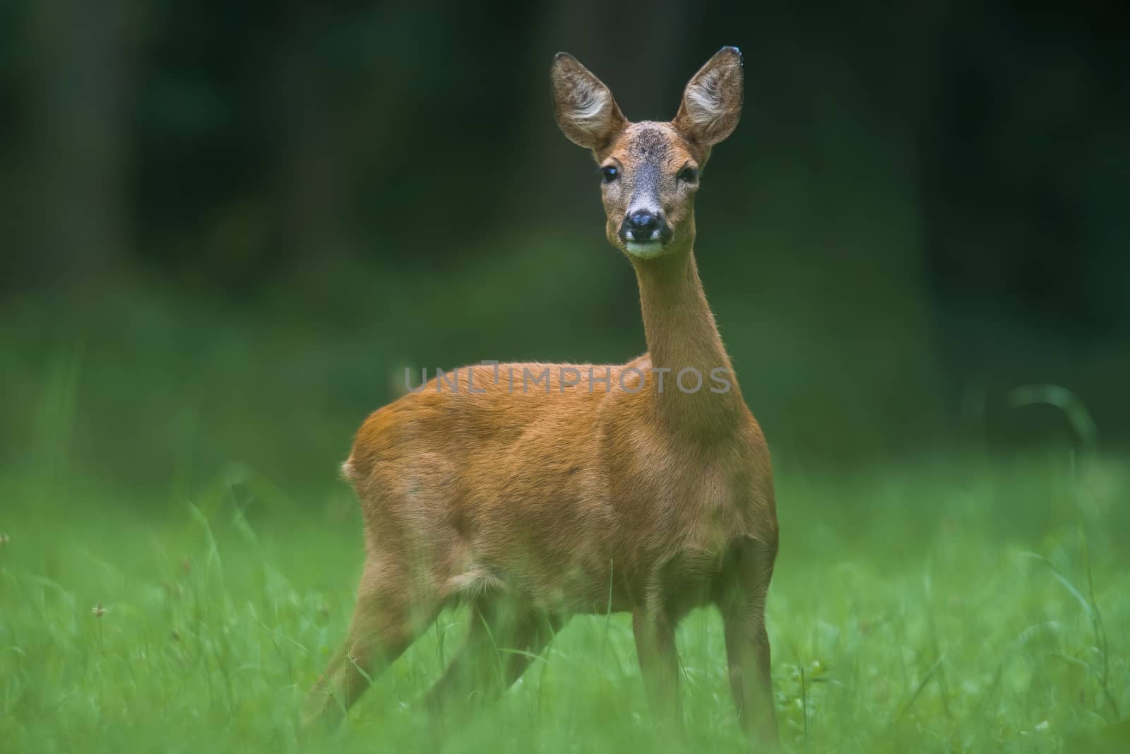 a young female deer on the green meadow