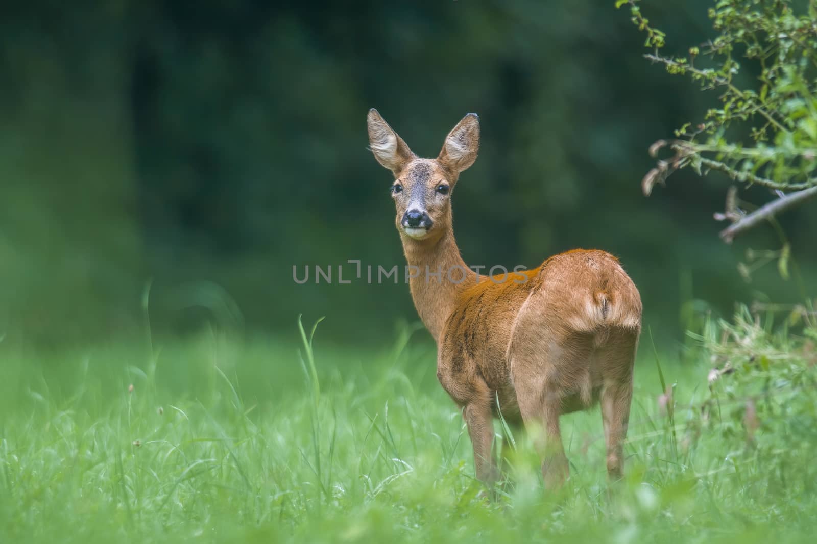 a young female deer on the green meadow