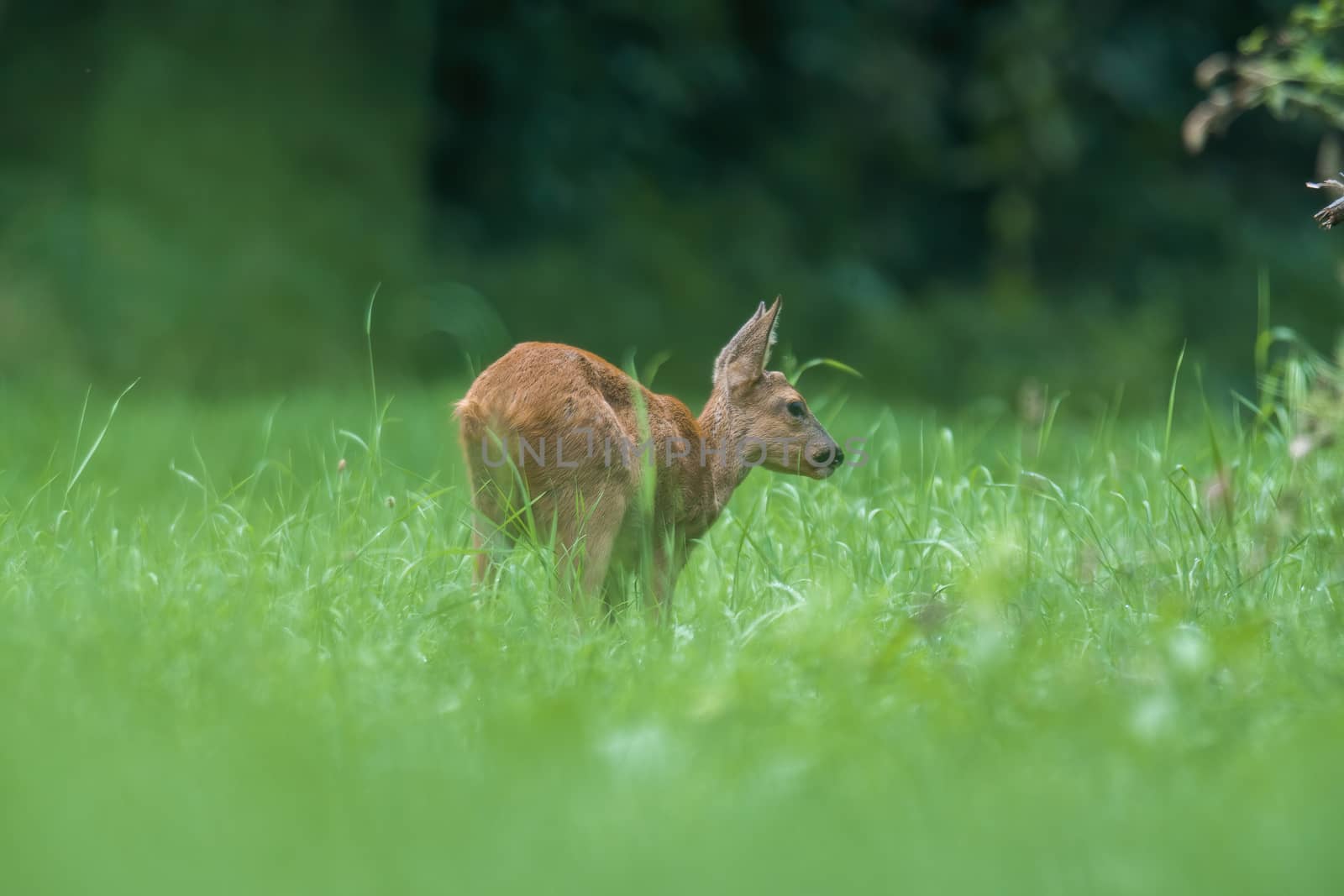 a young female deer on the green meadow