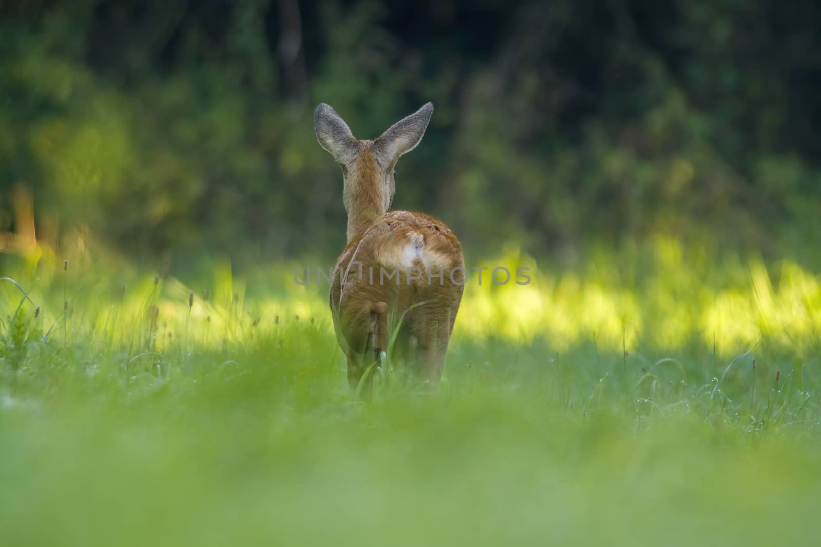 a young female deer on the green meadow