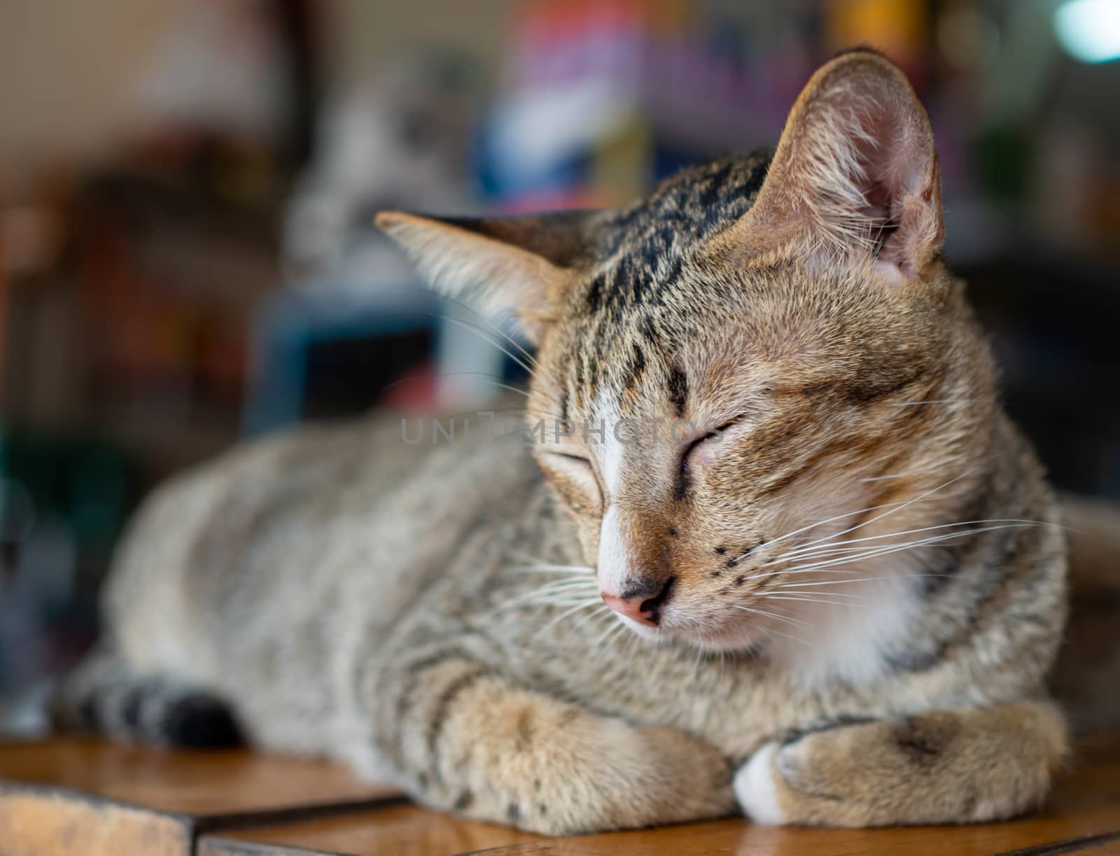 A cat sleeping on a wooden bed