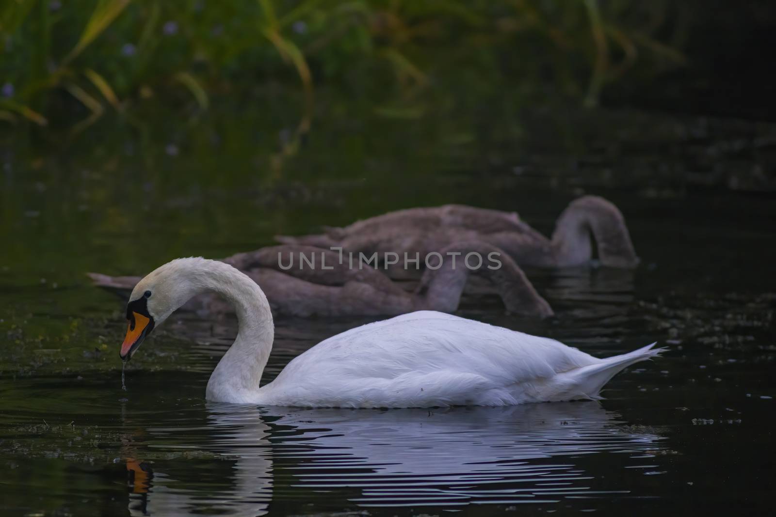 a Young swan swims elegantly on the pond