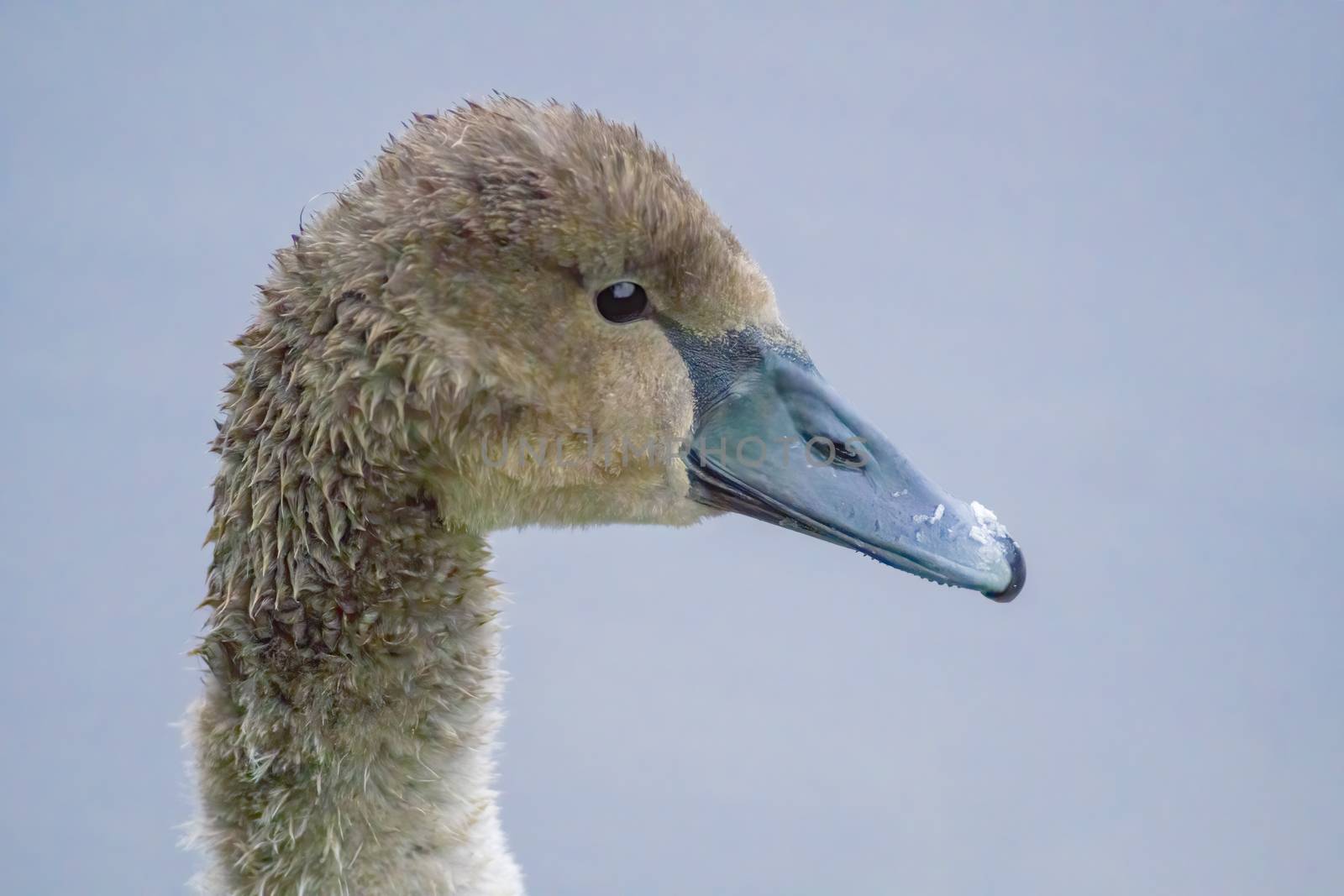 a Young swan swims elegantly on the pond