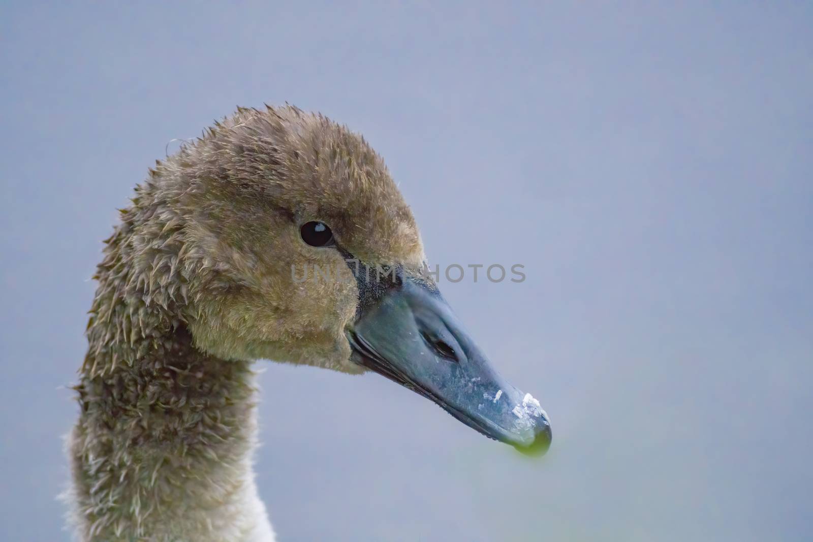 a Young swan swims elegantly on the pond