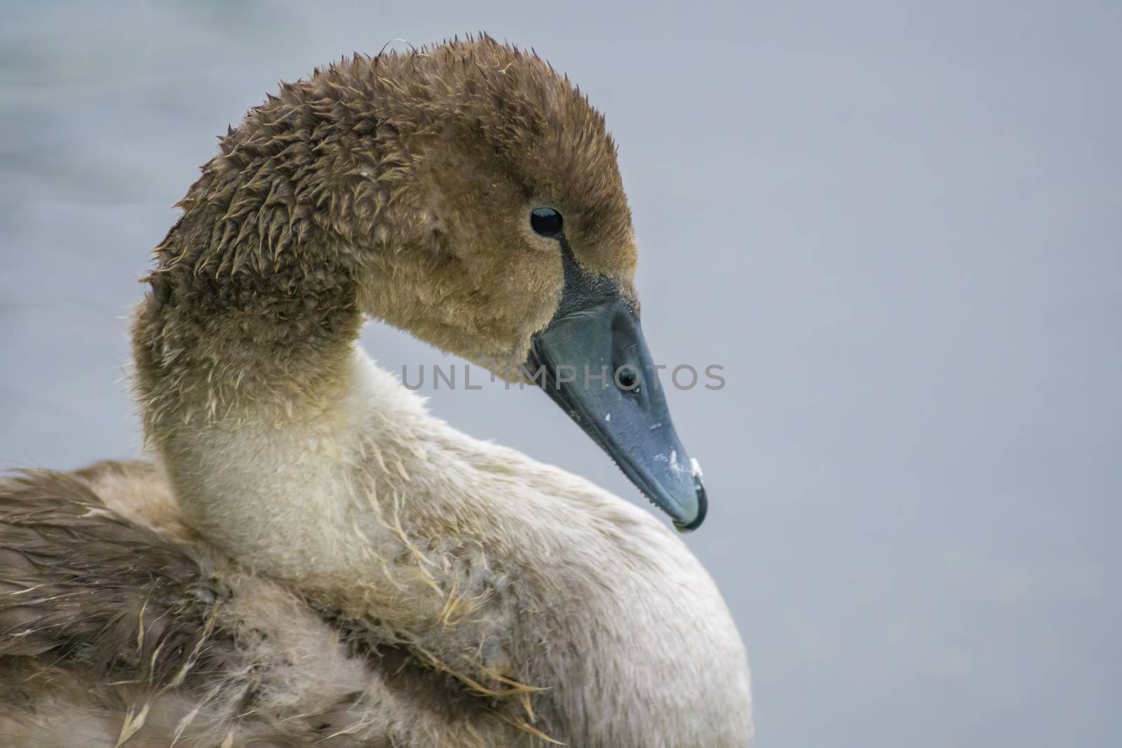 a Young swan swims elegantly on the pond