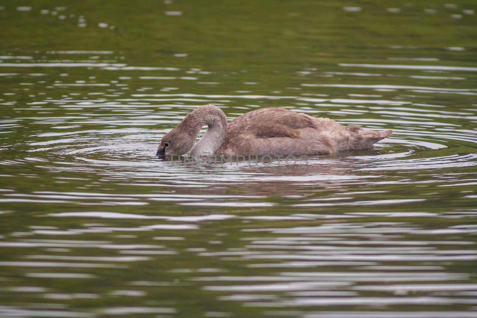 a Young swan swims elegantly on the pond