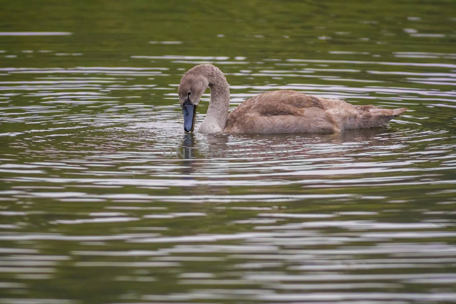 a Young swan swims elegantly on the pond