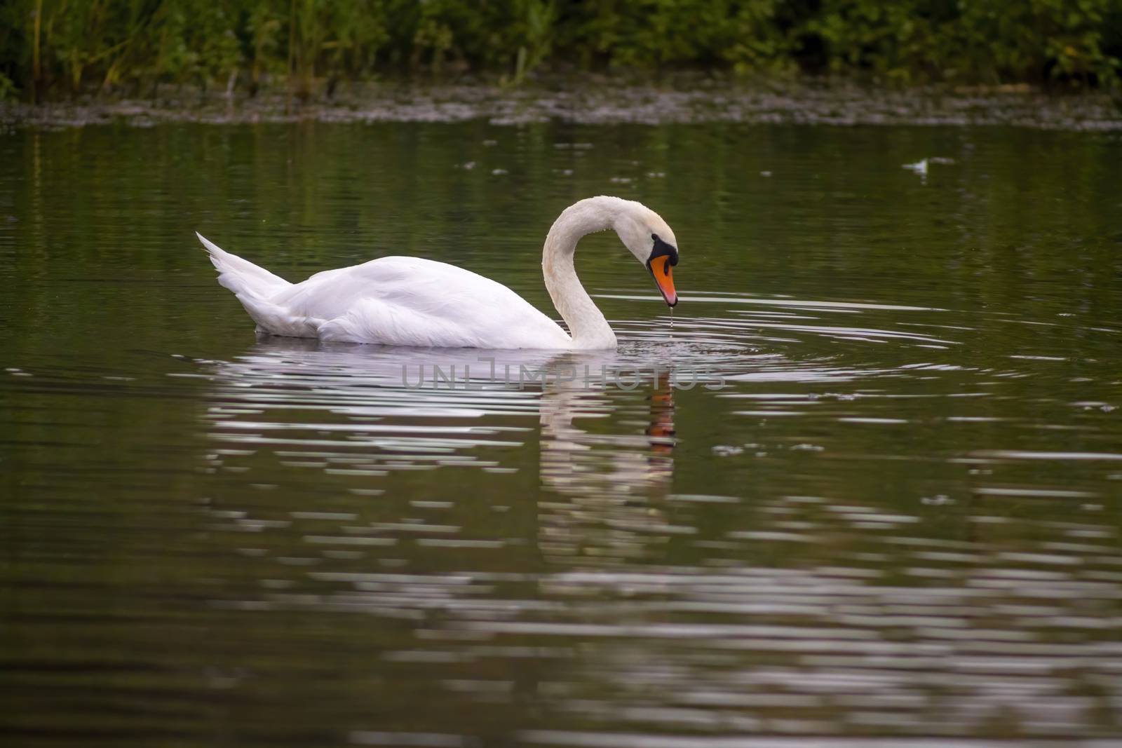 a Young swan swims elegantly on the pond