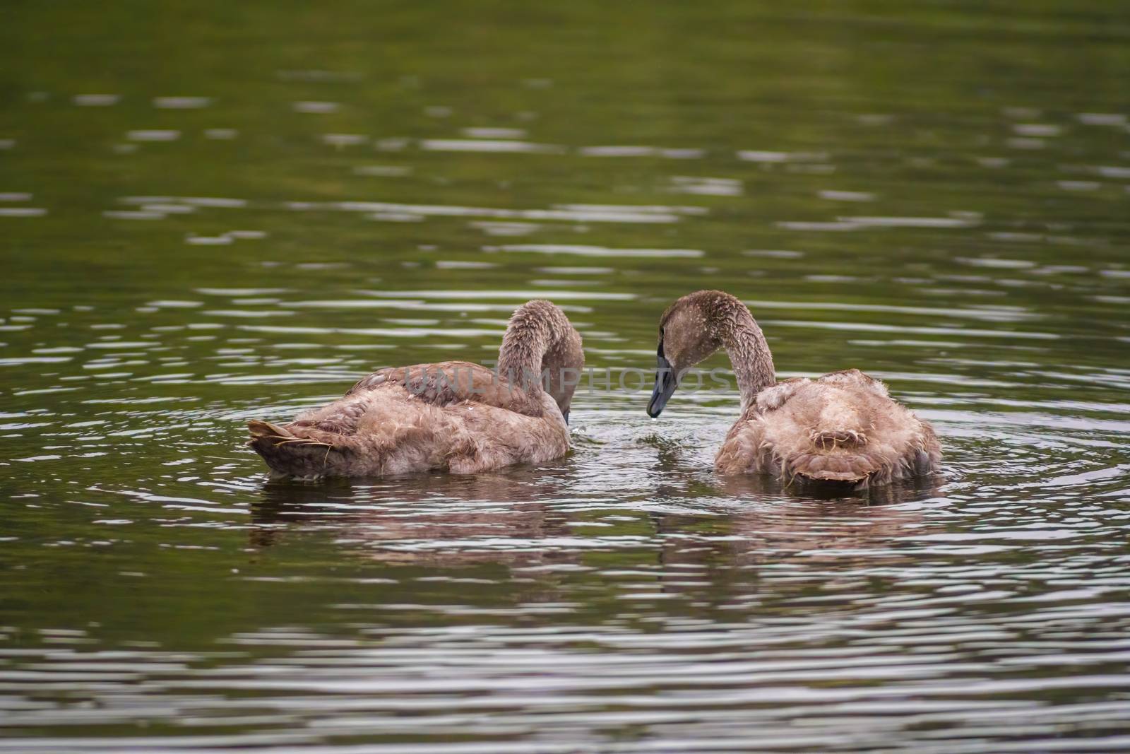 a Young swan swims elegantly on the pond