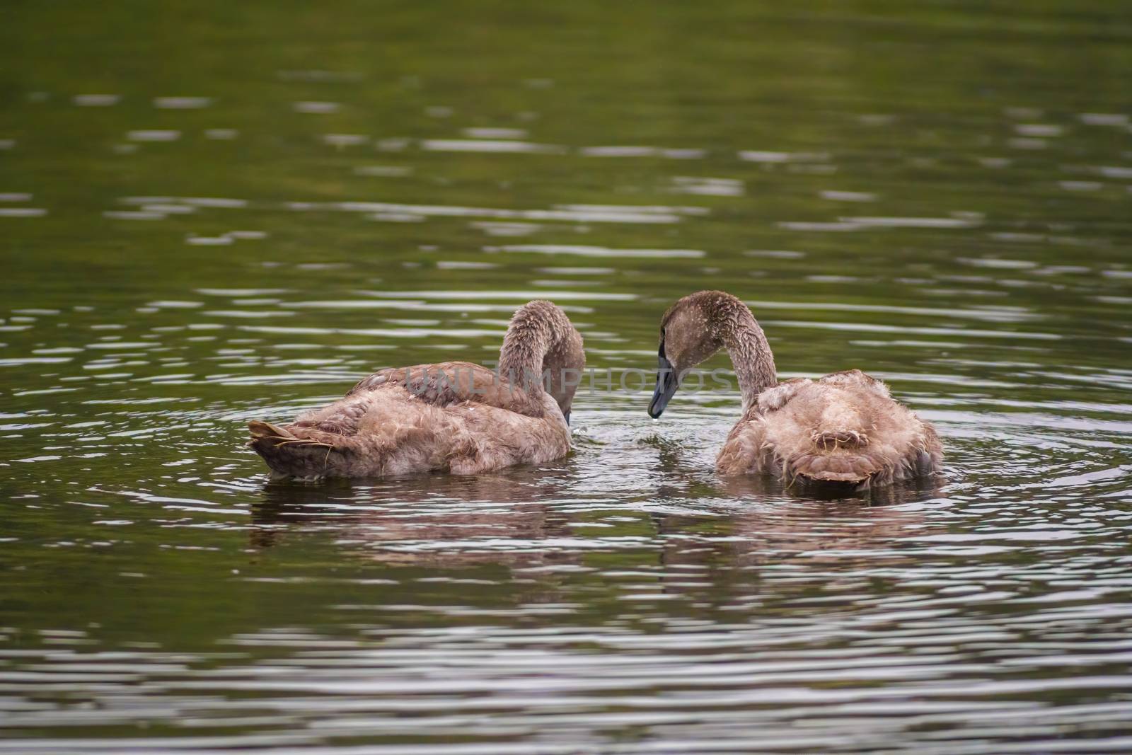 a Young swan swims elegantly on the pond