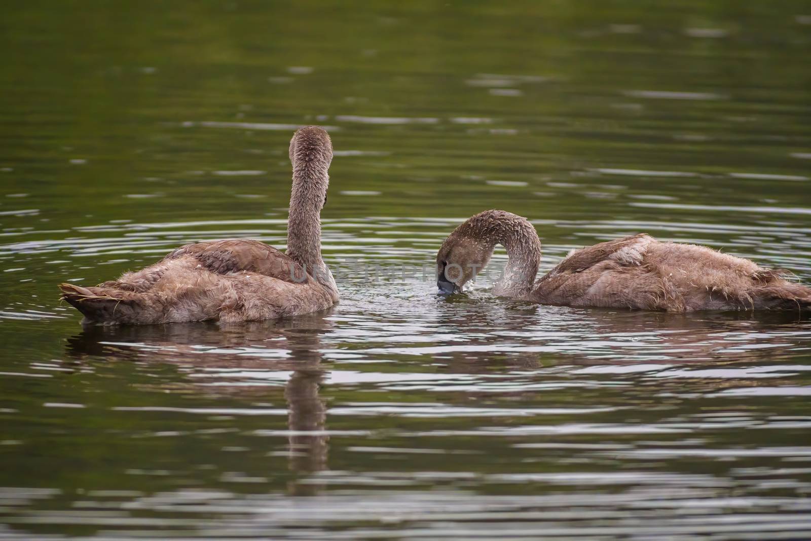 a Young swan swims elegantly on the pond