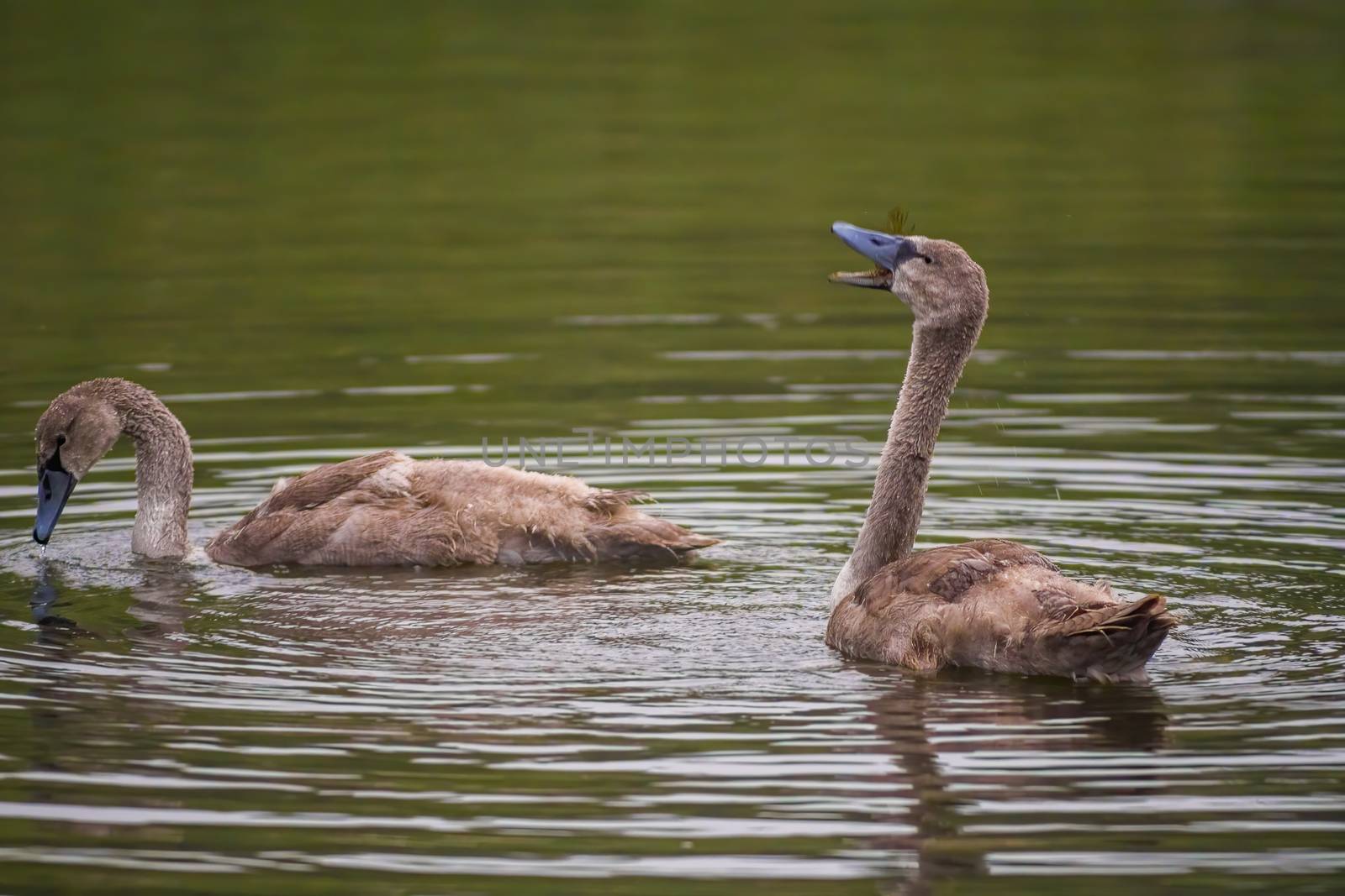 a Young swan swims elegantly on the pond