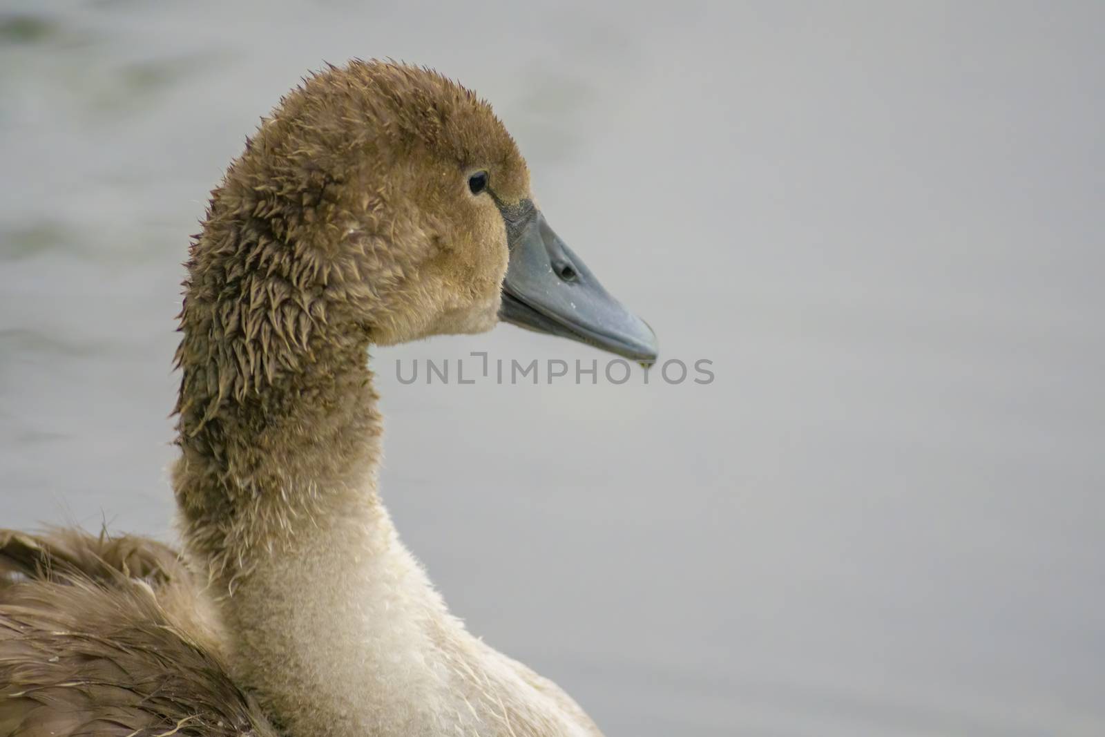 a Young swan swims elegantly on the pond