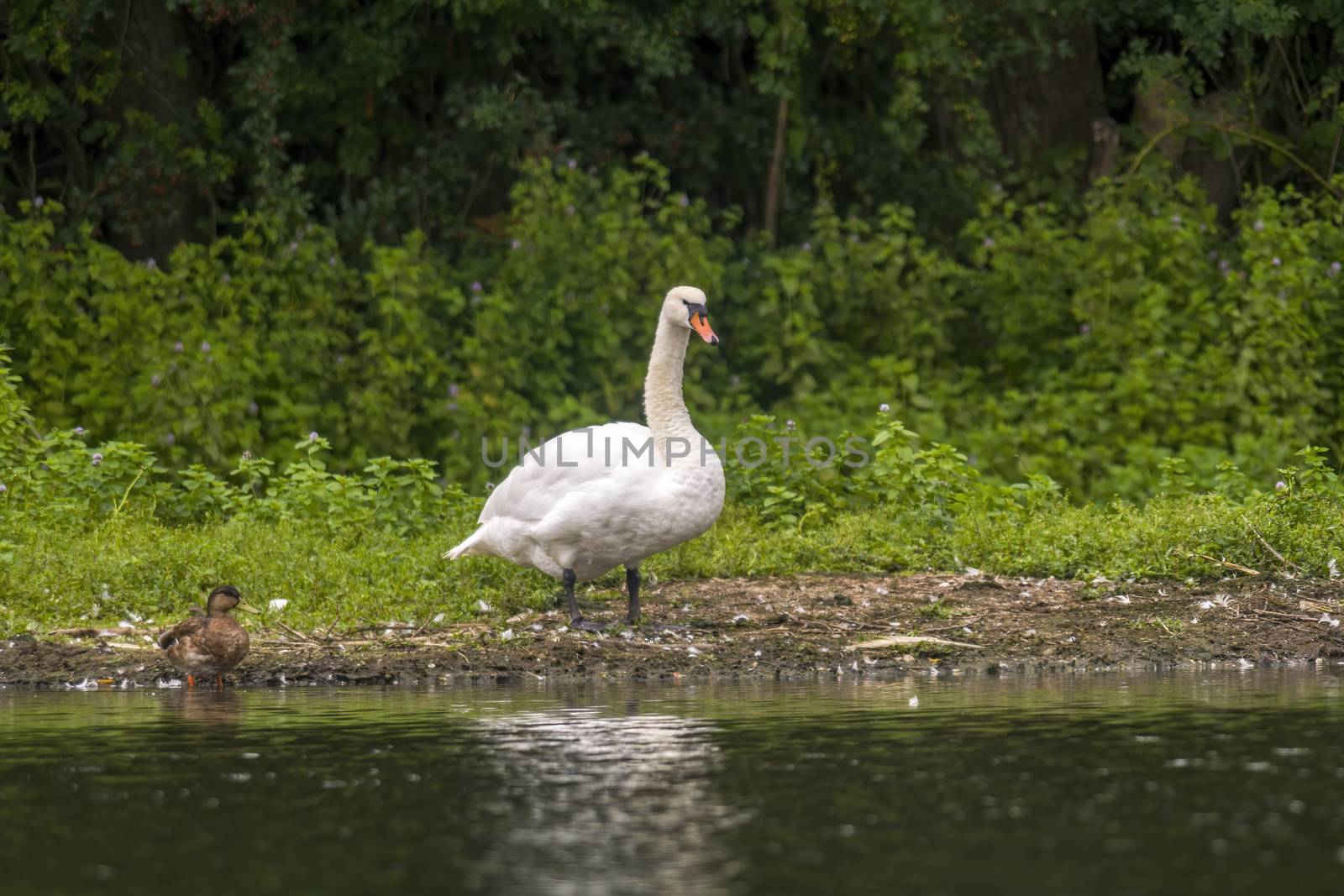 a Young swan swims elegantly on the pond