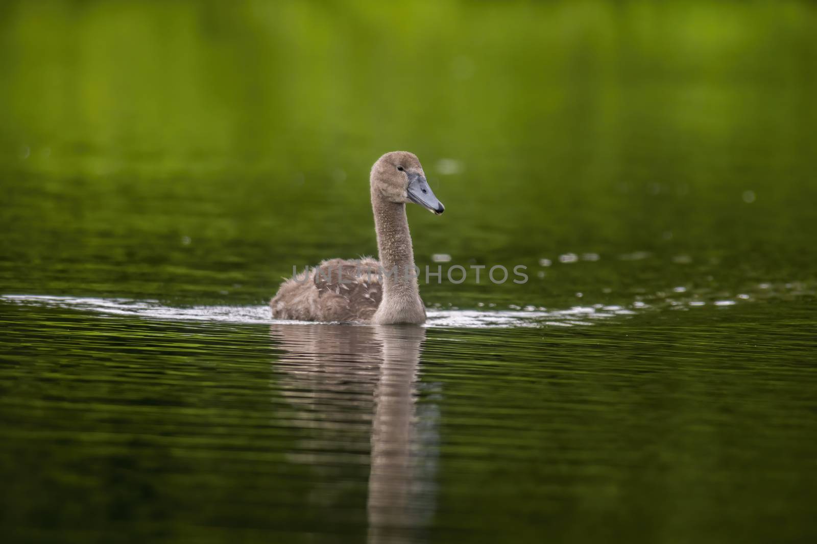 a Young swan swims elegantly on the pond