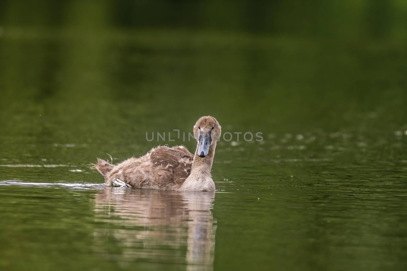 a Young swan swims elegantly on the pond