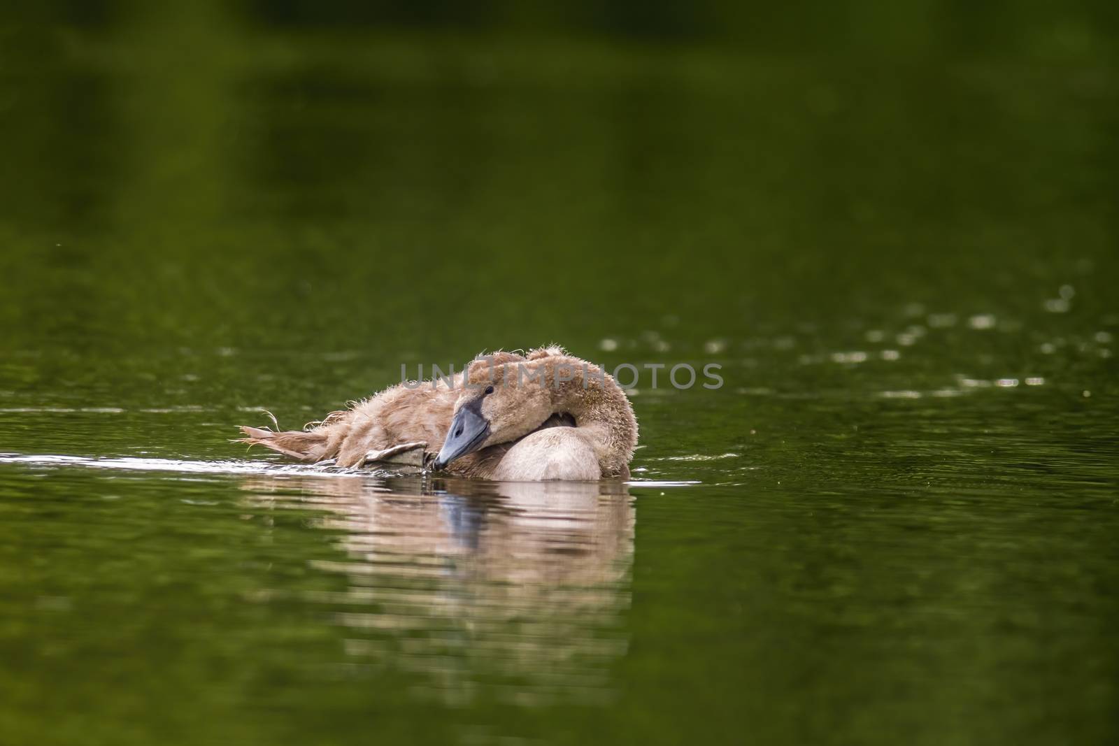 a Young swan swims elegantly on the pond