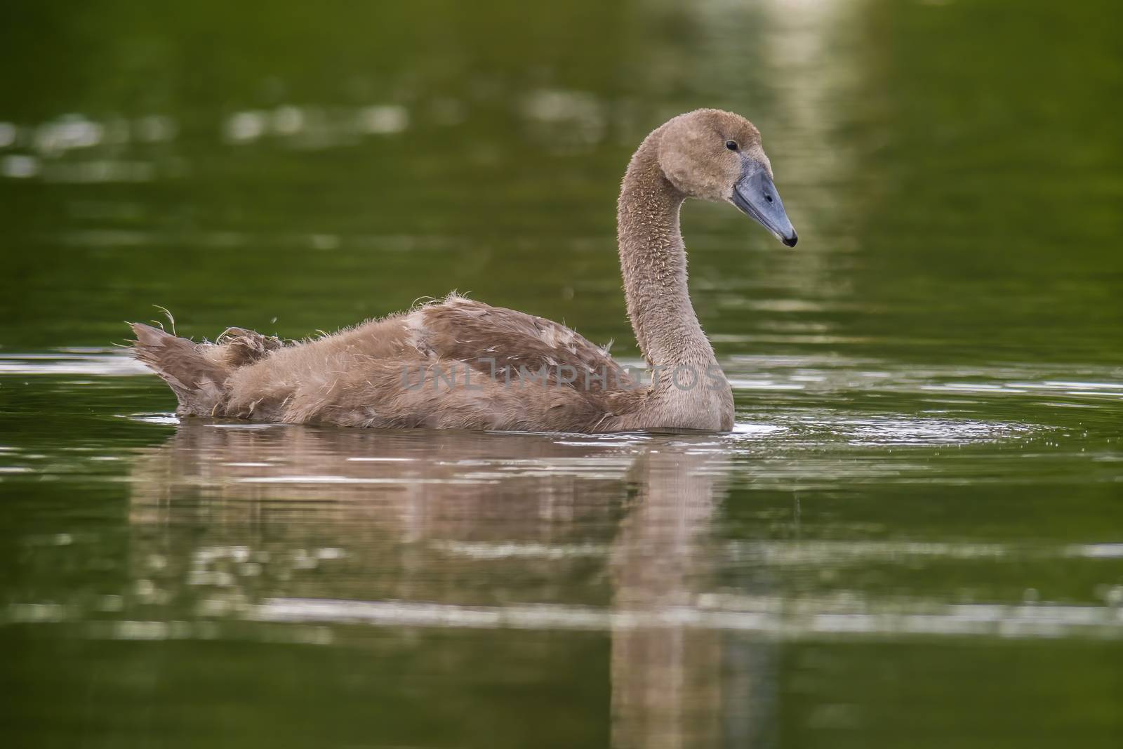 a Young swan swims elegantly on the pond