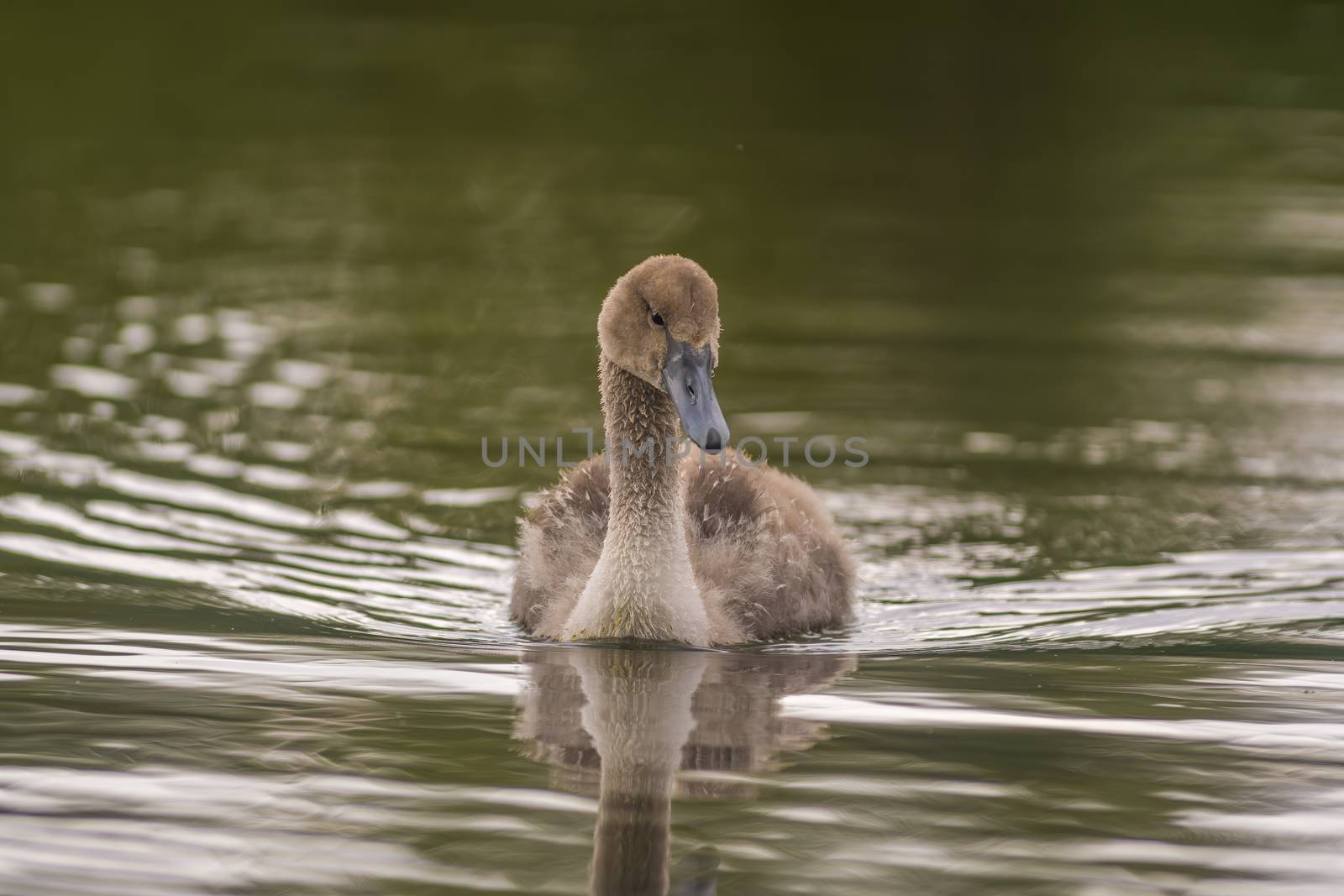 a Young swan swims elegantly on the pond