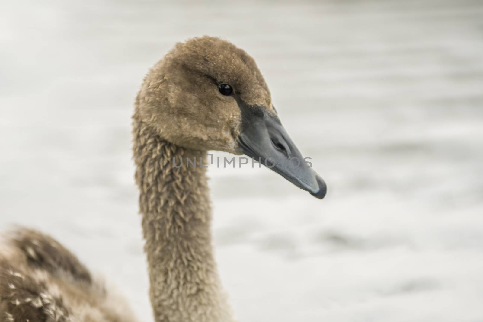 a Young swan swims elegantly on the pond