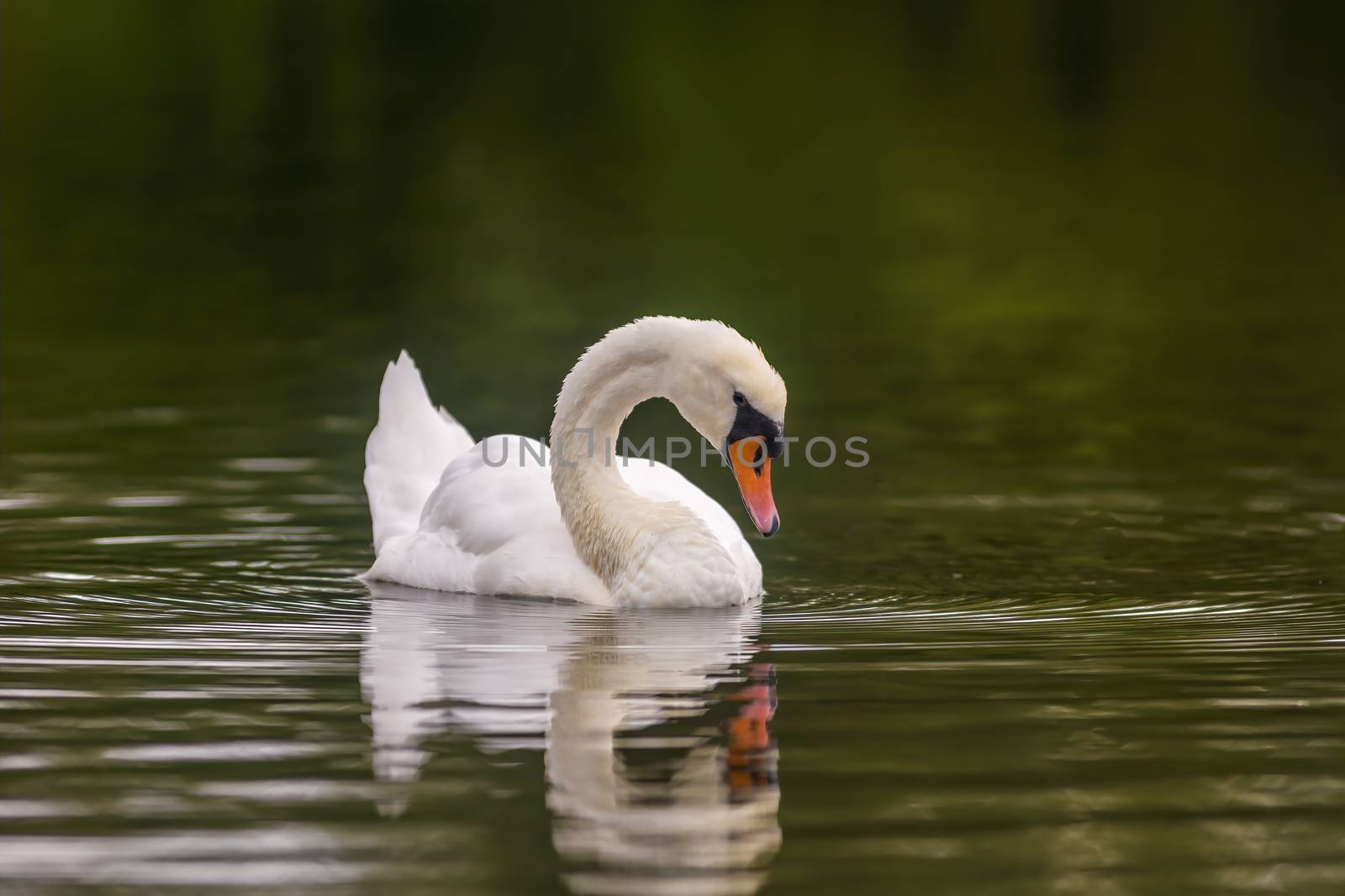 a Young swan swims elegantly on the pond