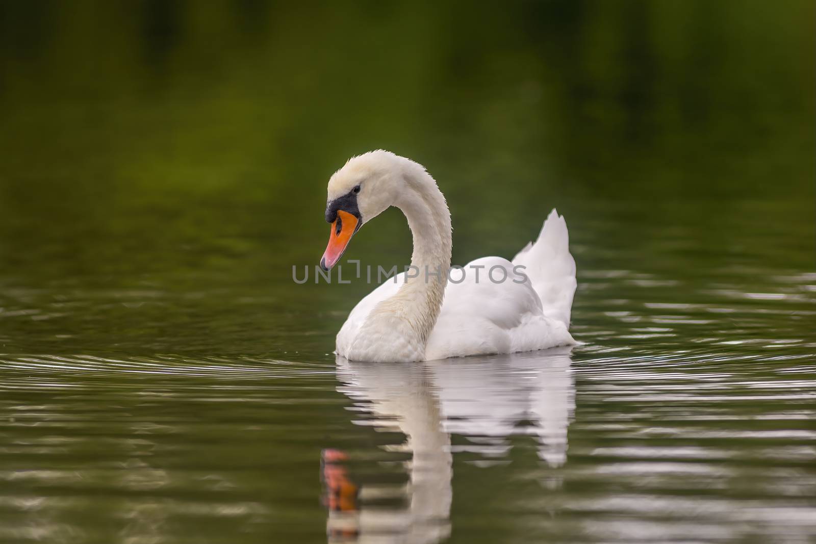 a Young swan swims elegantly on the pond