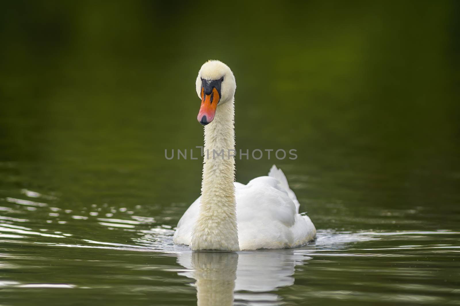 a Young swan swims elegantly on the pond