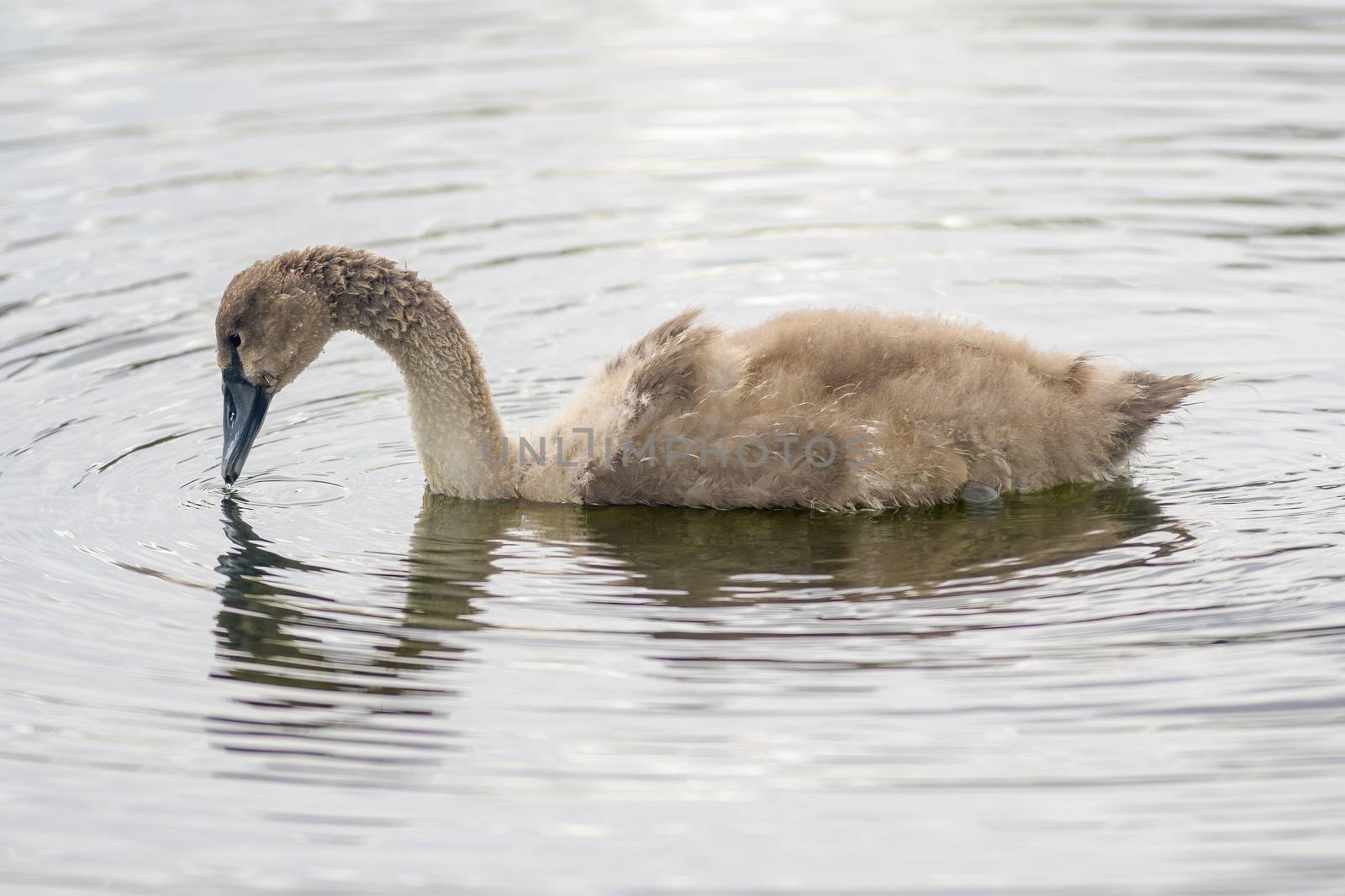 a Young swan swims elegantly on the pond