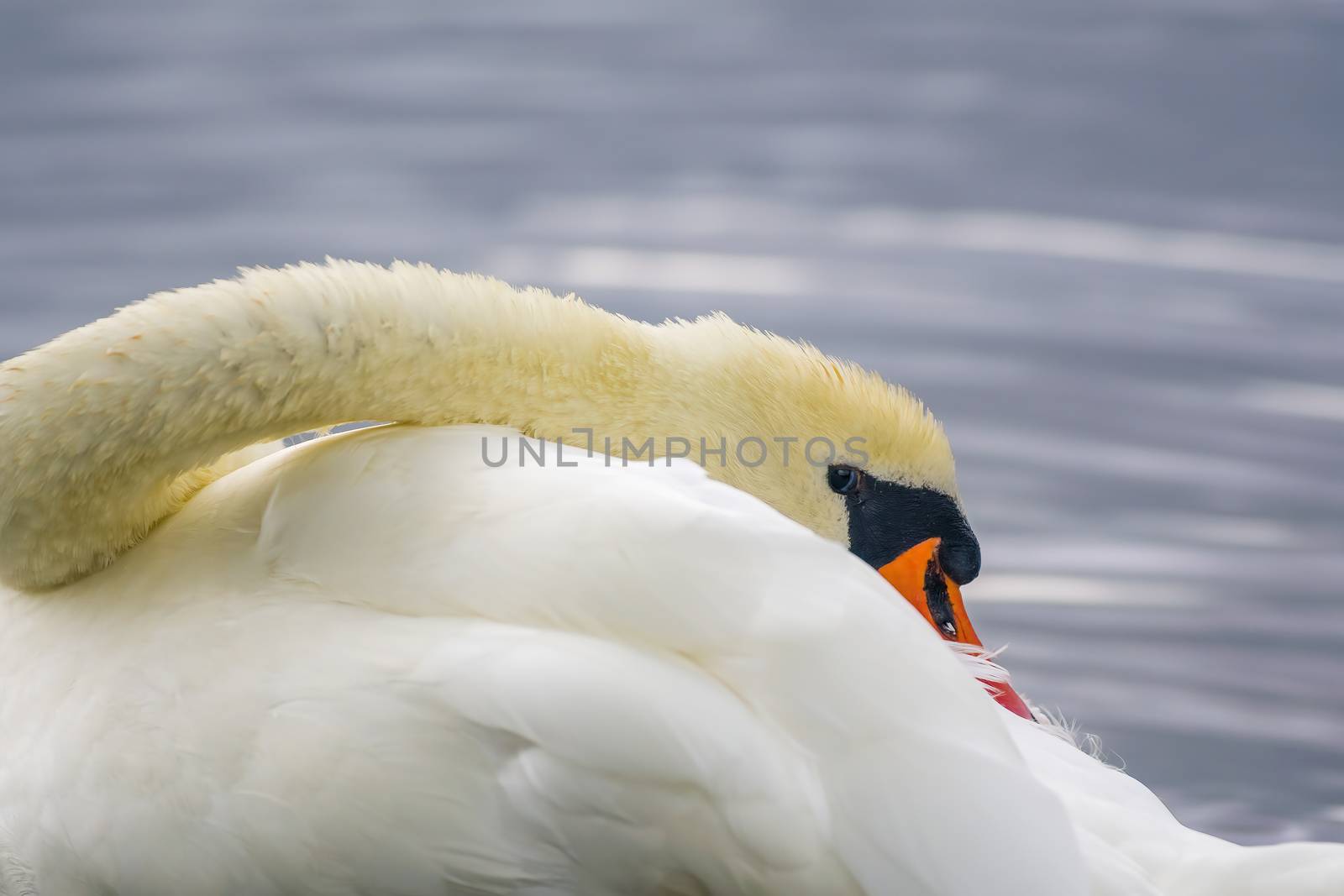 a Young swan swims elegantly on the pond