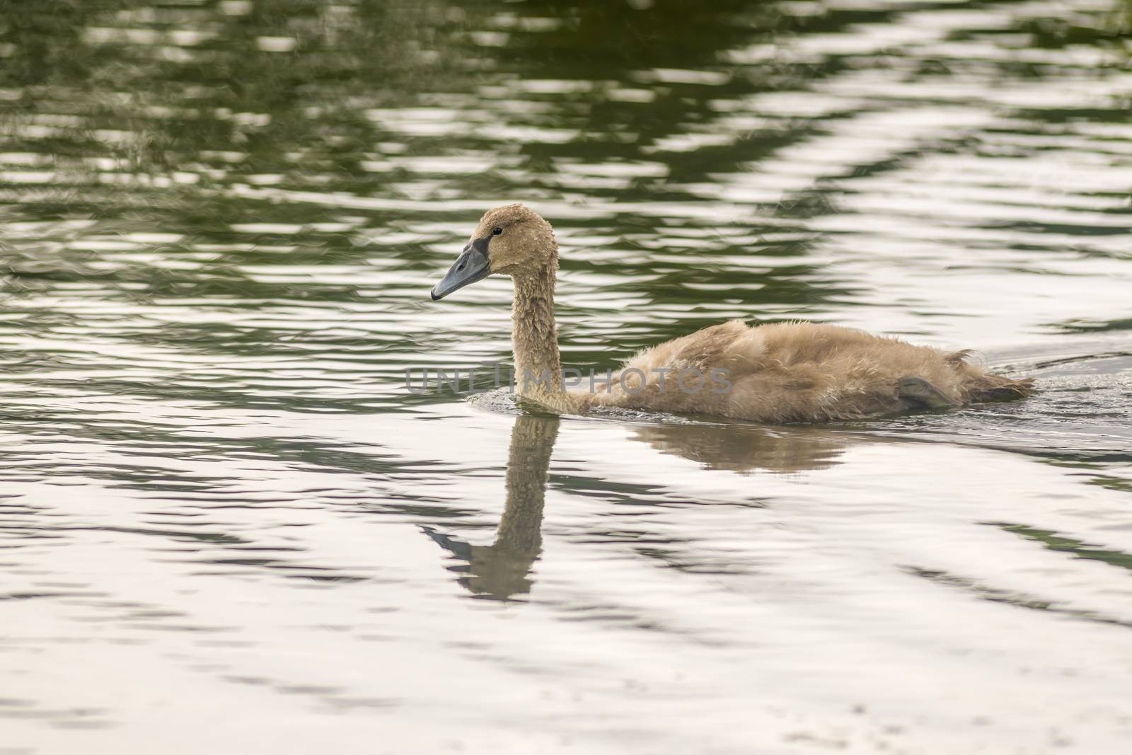 a Young swan swims elegantly on the pond