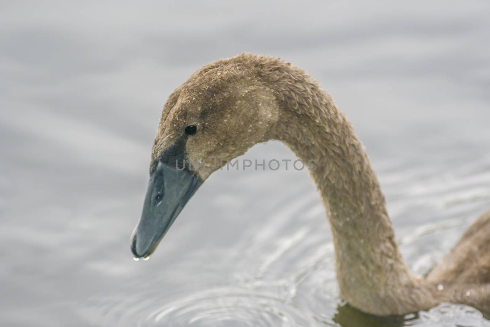 a Young swan swims elegantly on the pond