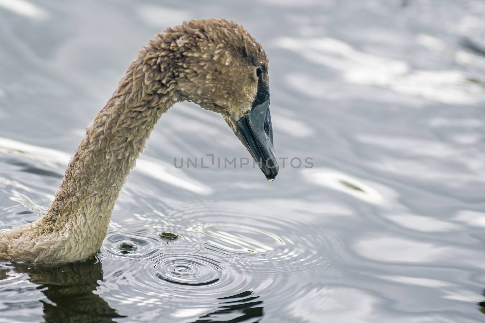 a Young swan swims elegantly on the pond