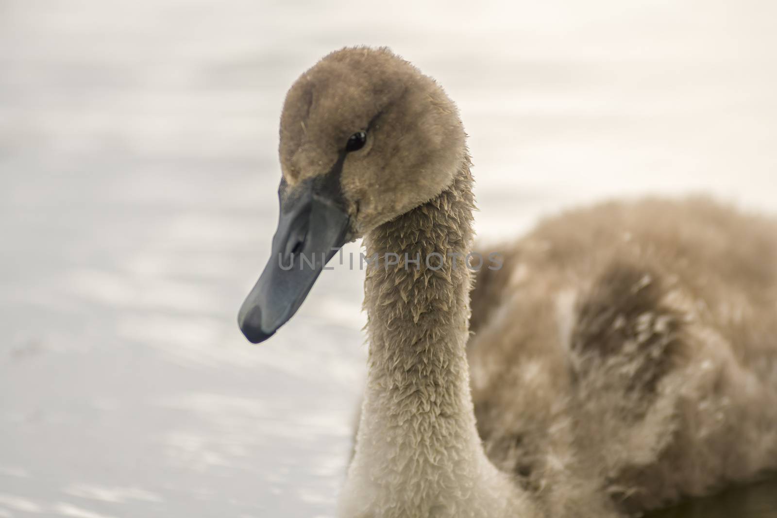 a Young swan swims elegantly on the pond