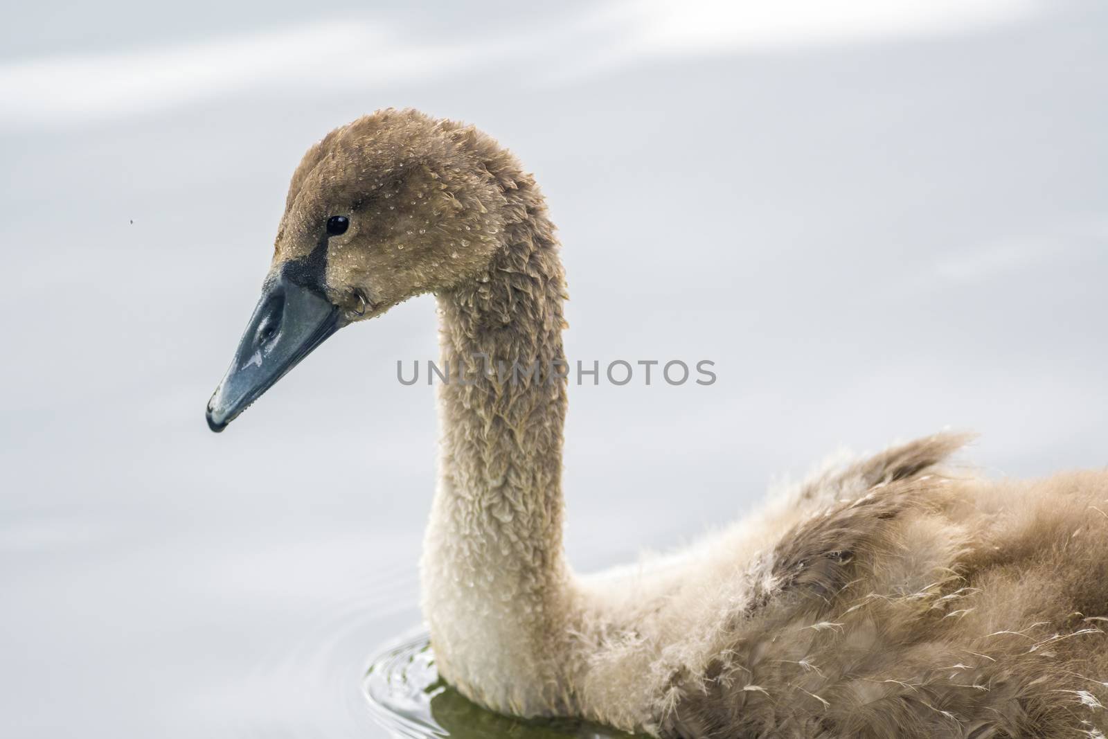 a Young swan swims elegantly on the pond