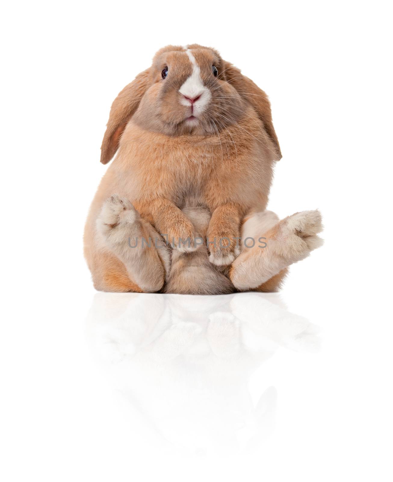 Cute and beautiful rabbit sitting. Isolated on white background, reflection, a lot of copy space.