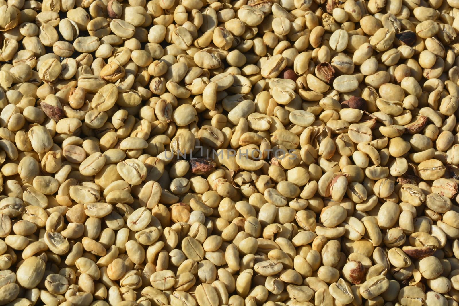 coffee parchment of Sun drying