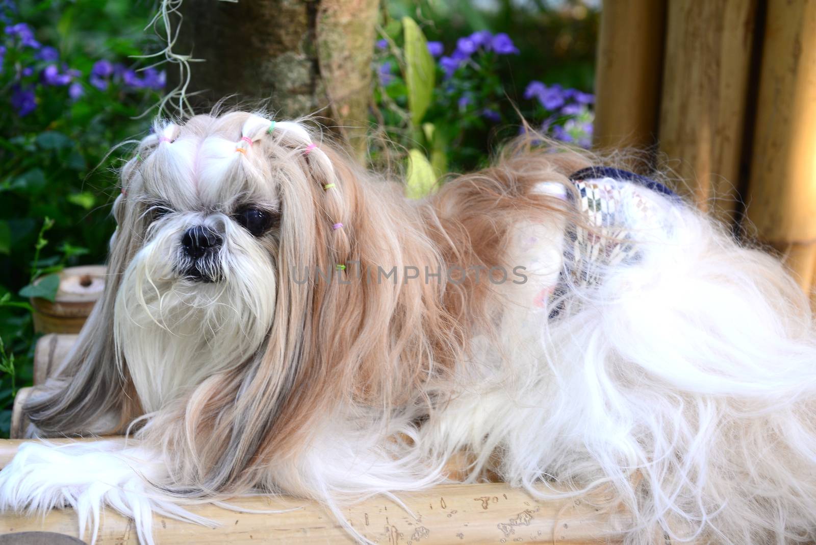 Cute  Shih Tzu dog with long groomed  hair in the garden