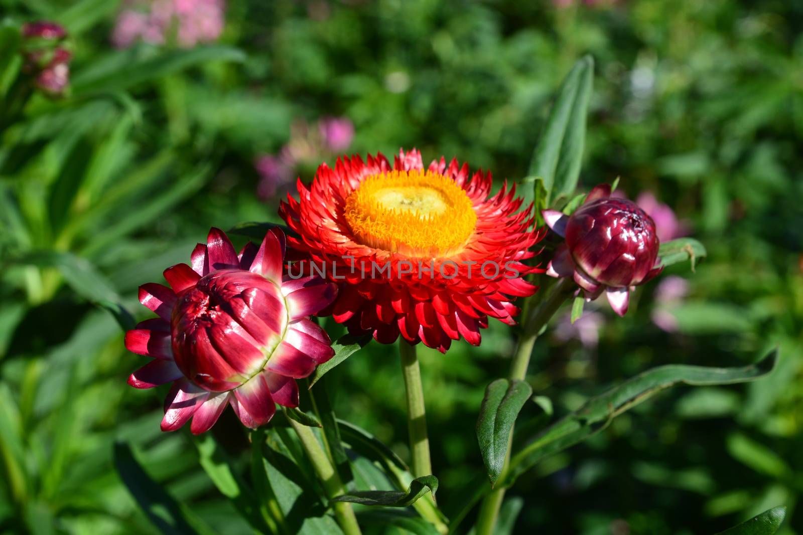 straw flower or everlasting or paper daisy flower and copy space for add text

