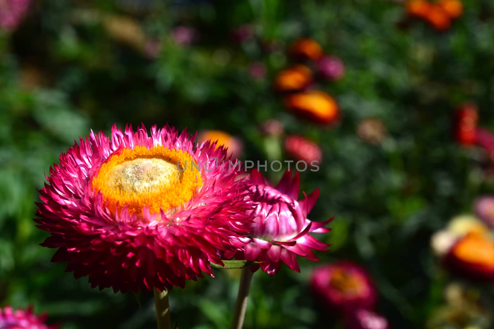 straw flower or everlasting or paper daisy flower by ideation90