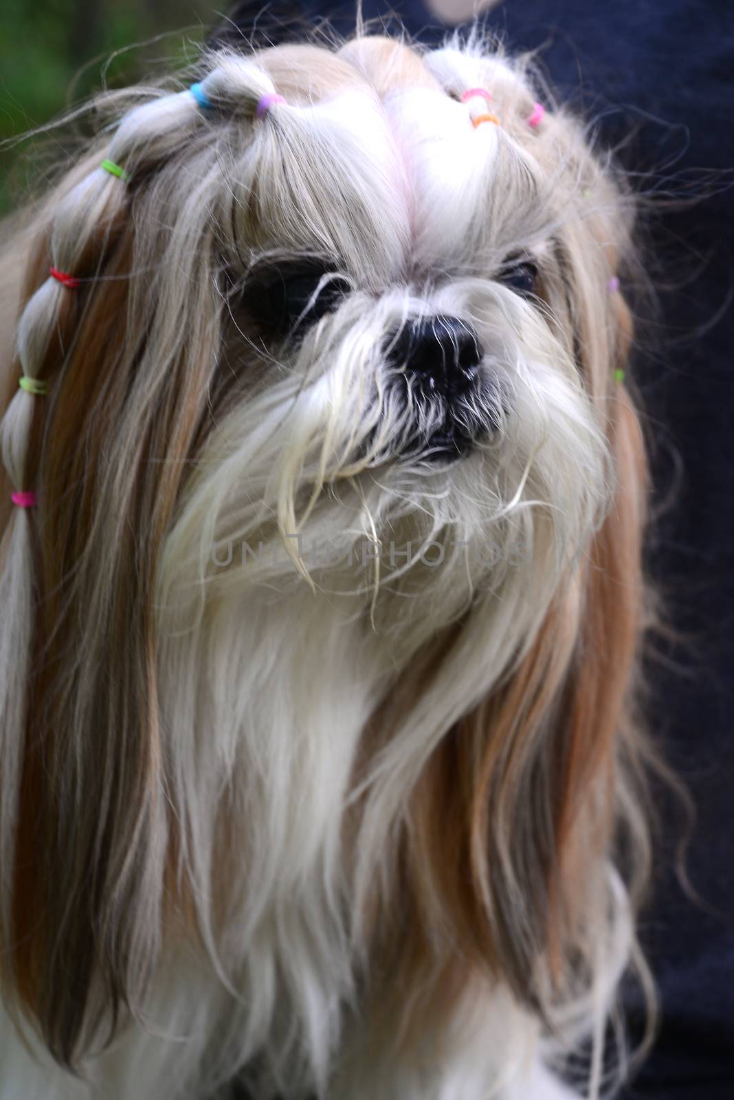 Cute  Shih Tzu dog with long groomed  hair in the garden by ideation90