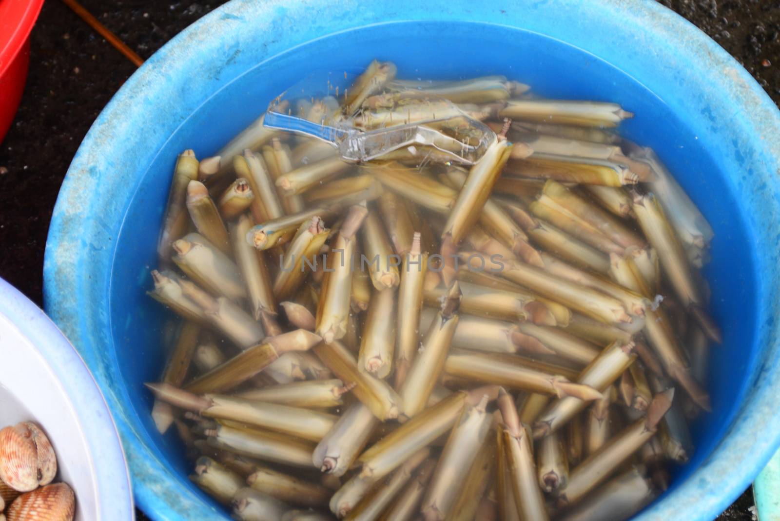 Razor clam Sell in fresh seafood market, note subject is blurry