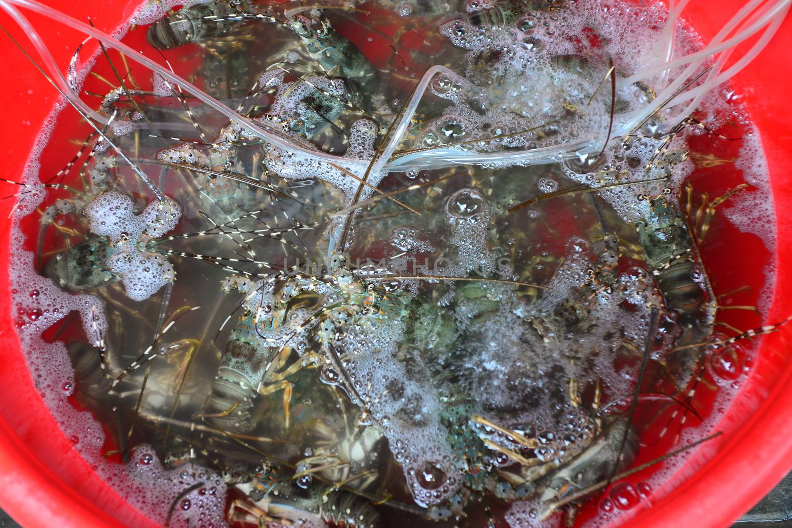 Lobster Sell in fresh seafood market, note  select focus with shallow depth of field 